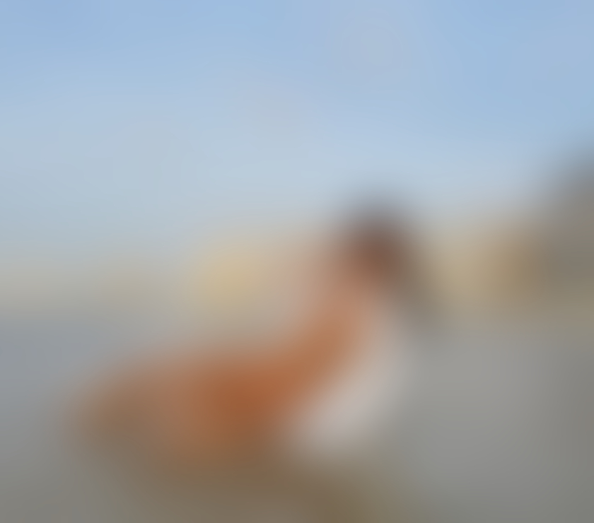 Escorts Edinburgh Edinburgh - Edinburgh - Photos for Sara 100% real, new in town